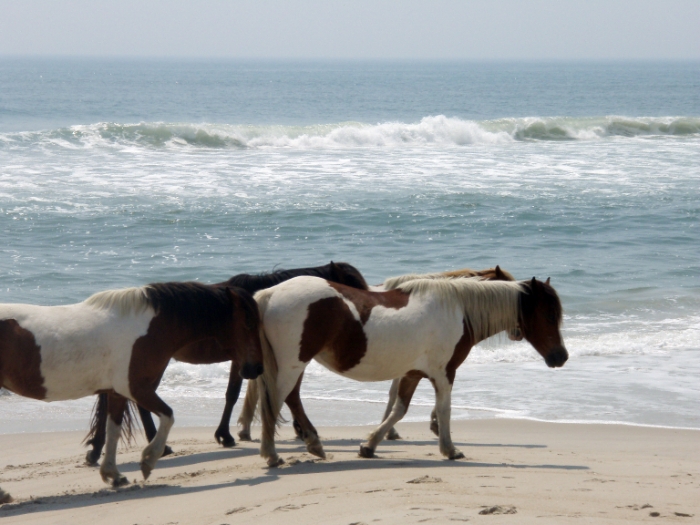 Pony Closeup